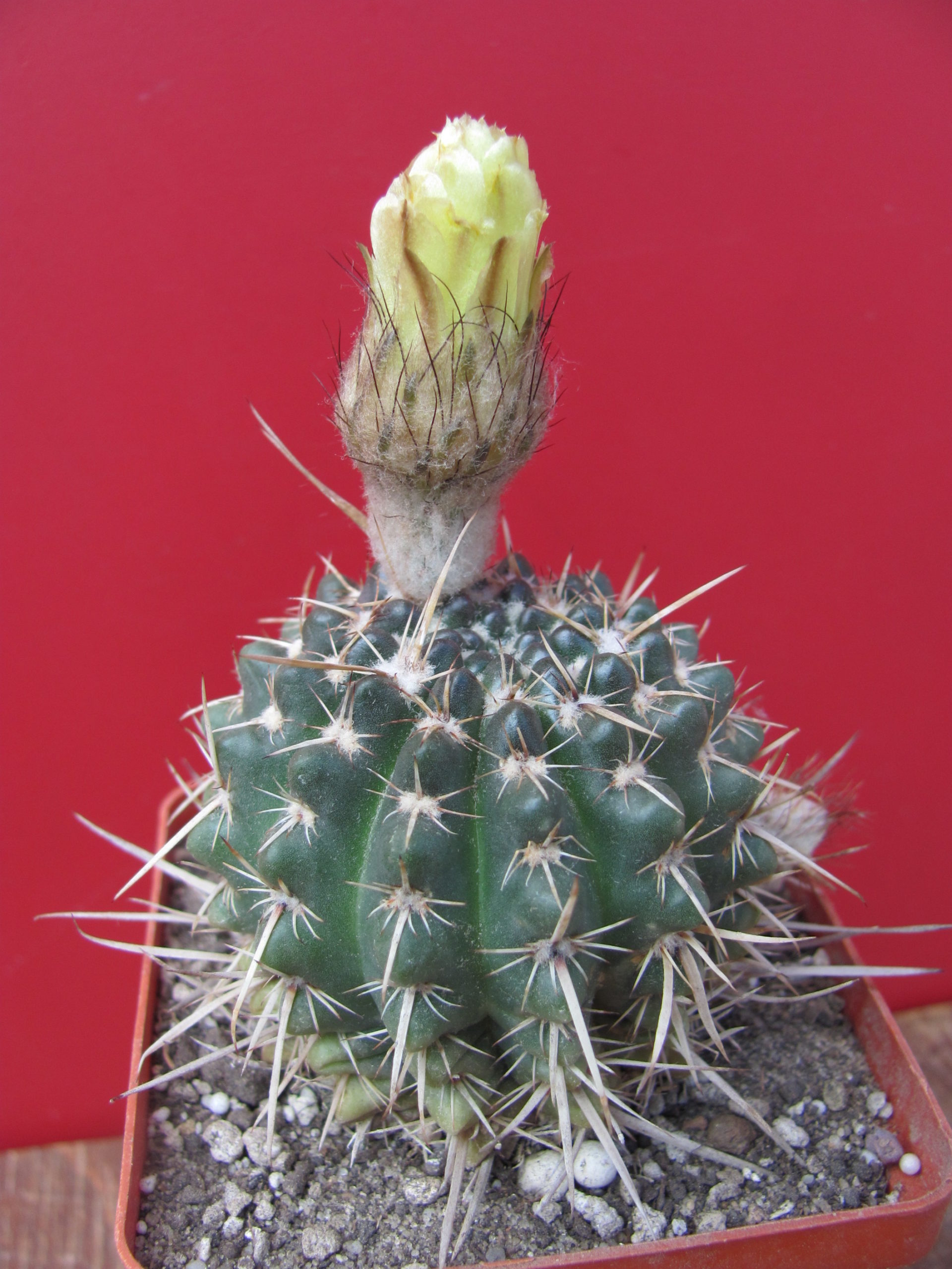 Notocactus turecekianus