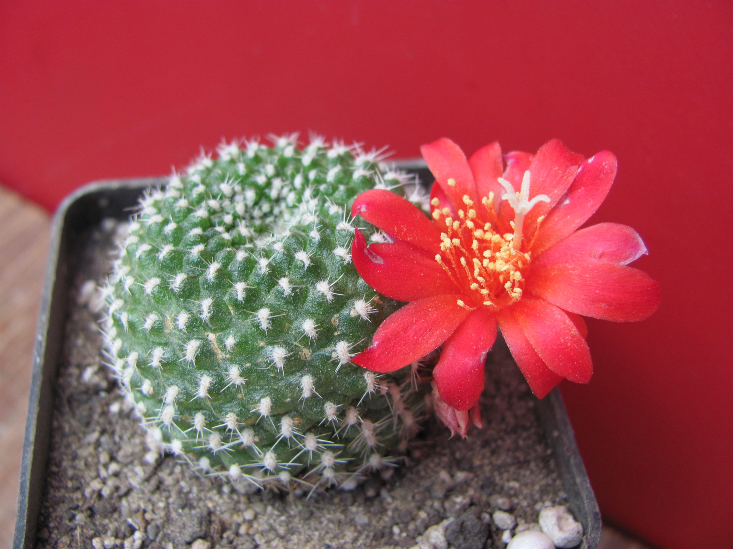 Rebutia krainziana