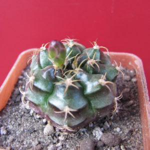 Gymnocalycium  volkeri