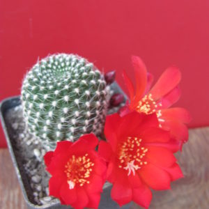 Rebutia  krainziana