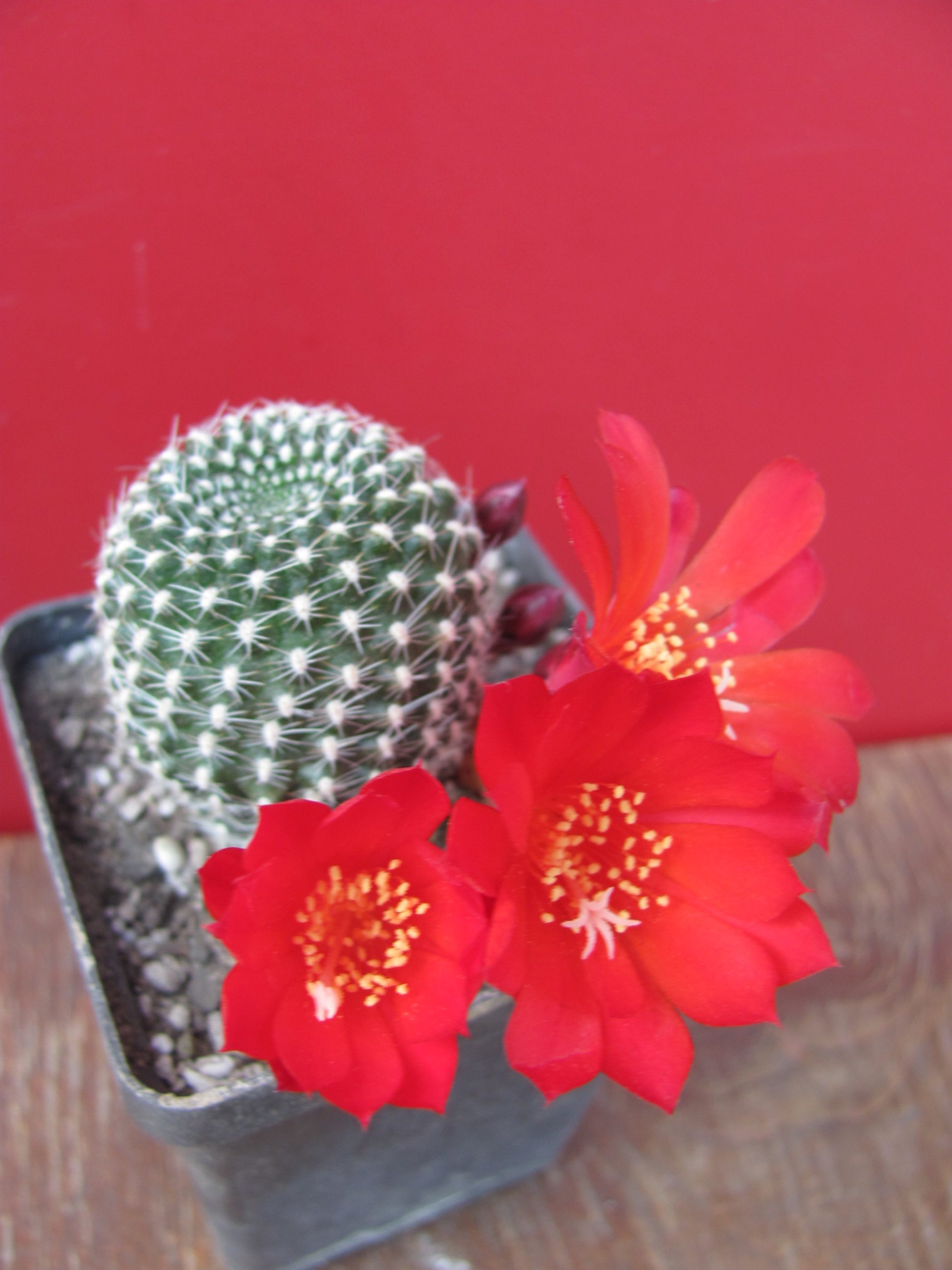 Rebutia  krainziana