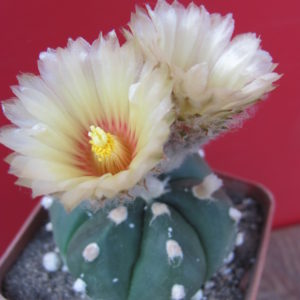 Astrophytum hybr.