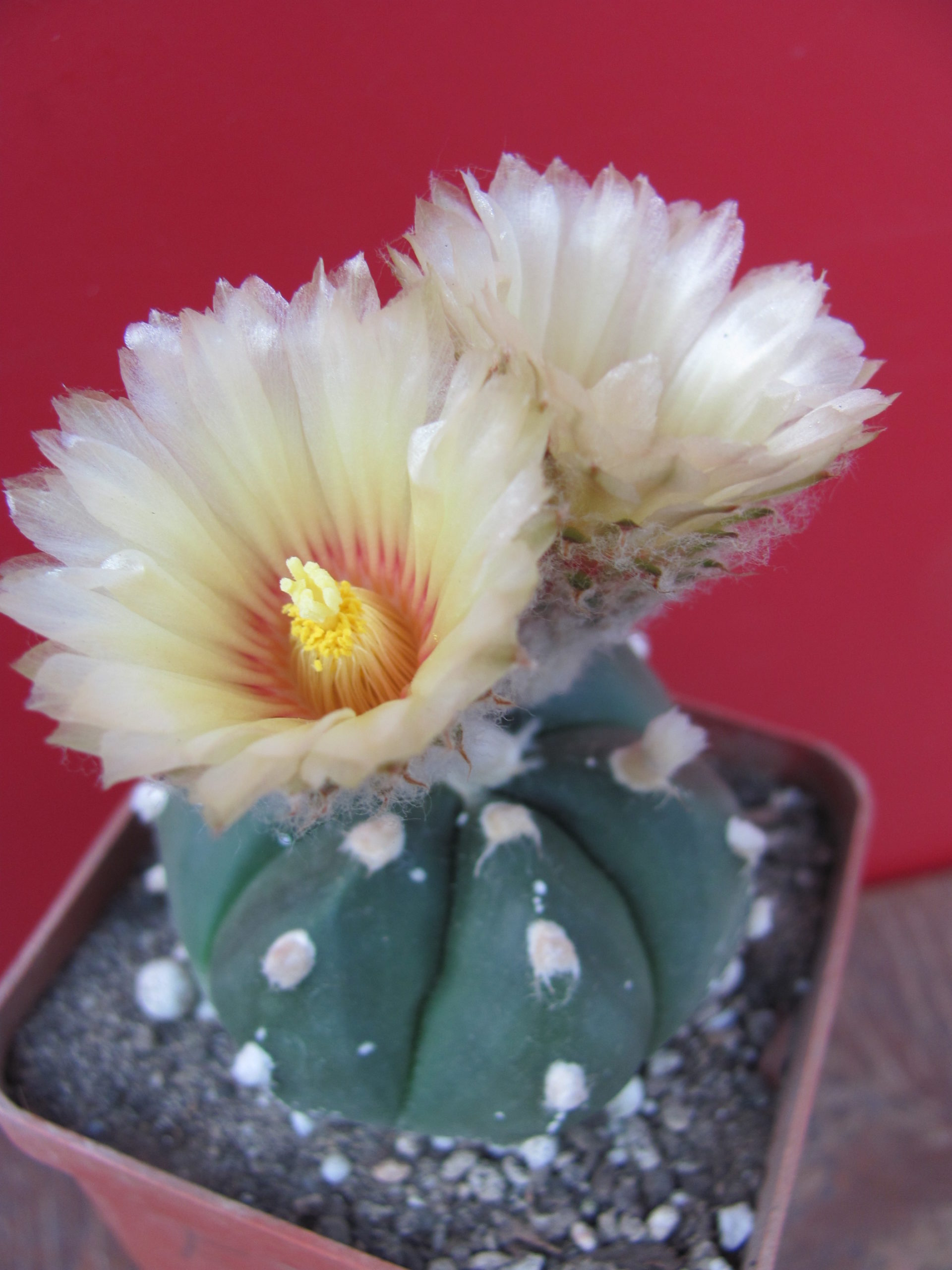 Astrophytum hybr.