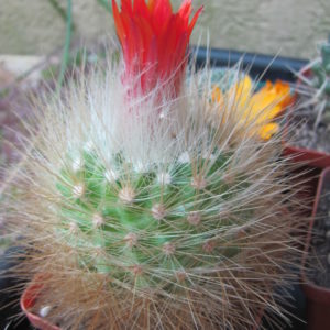 Parodia  nivosa