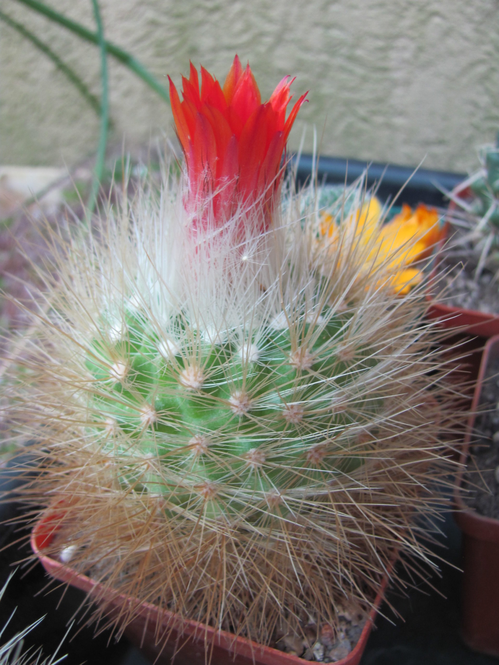 Parodia  nivosa