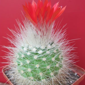 Parodia nivosa