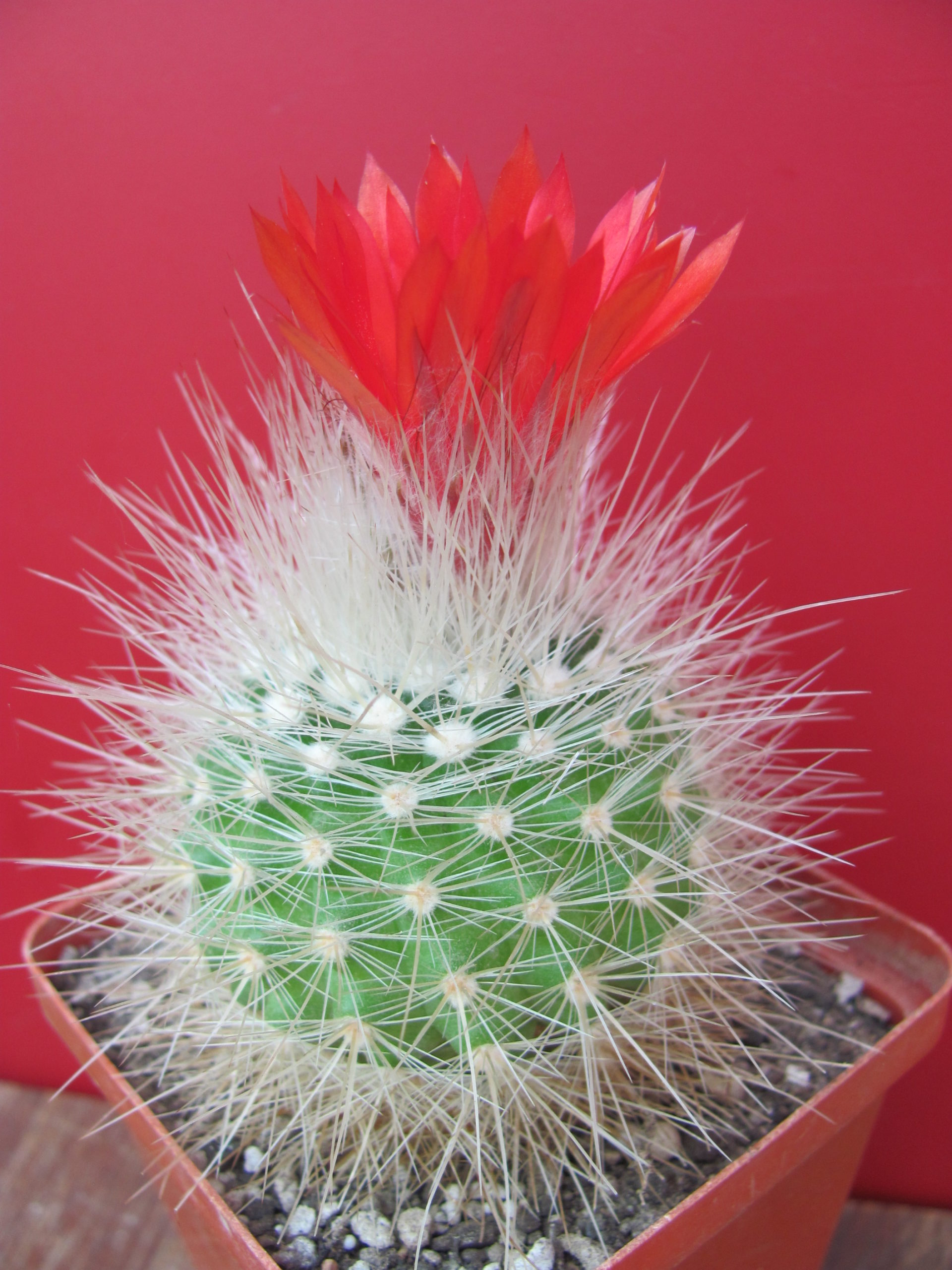 Parodia nivosa