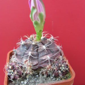 Gymnocalycium