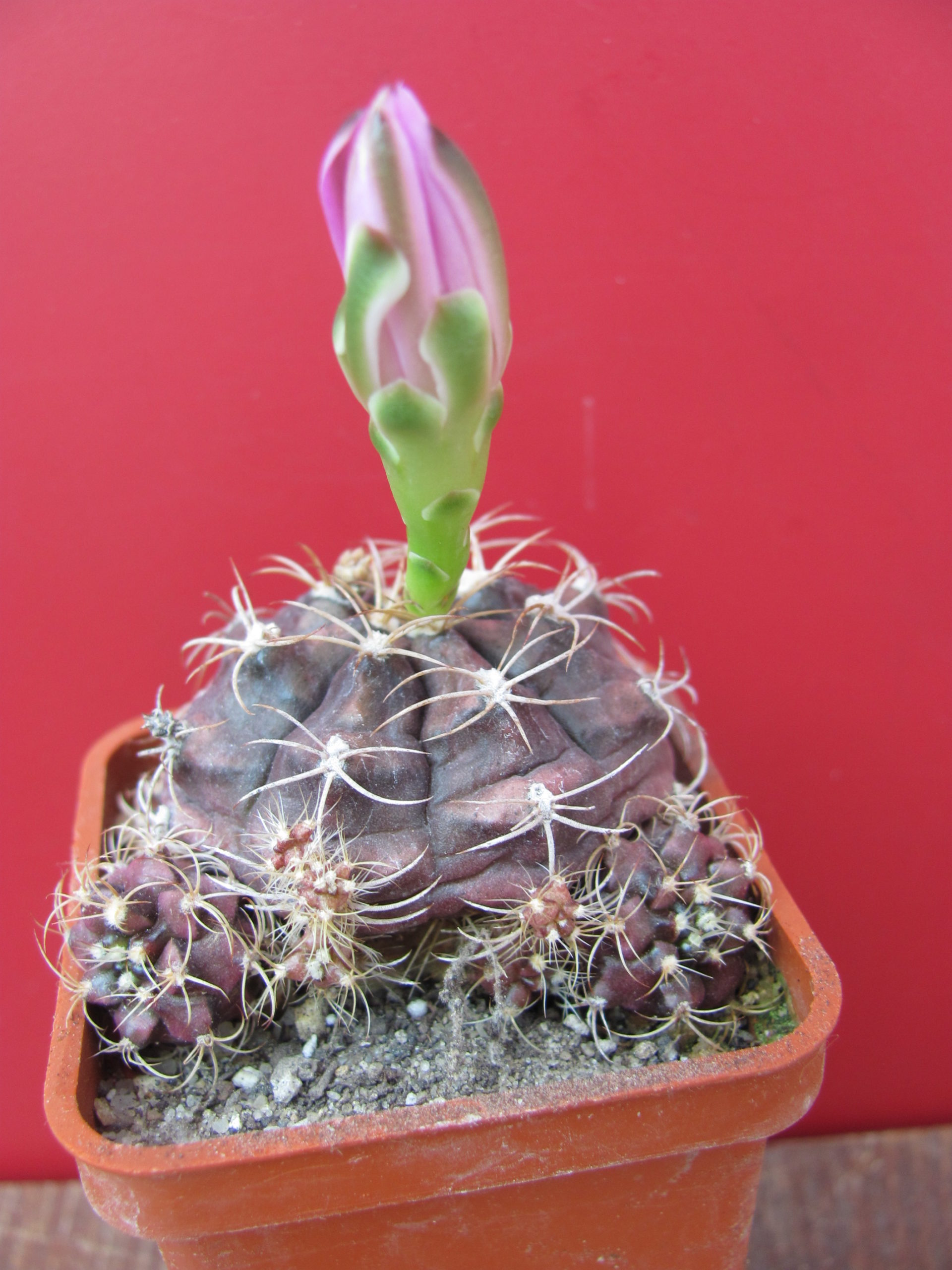 Gymnocalycium