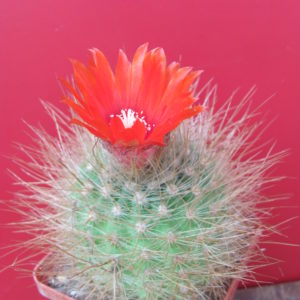 Parodia nivosa