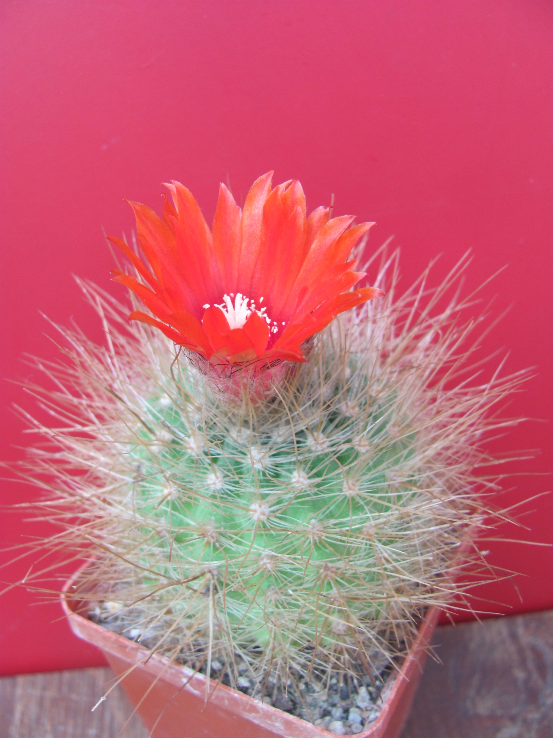 Parodia nivosa