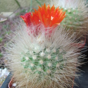 Parodia nivosa