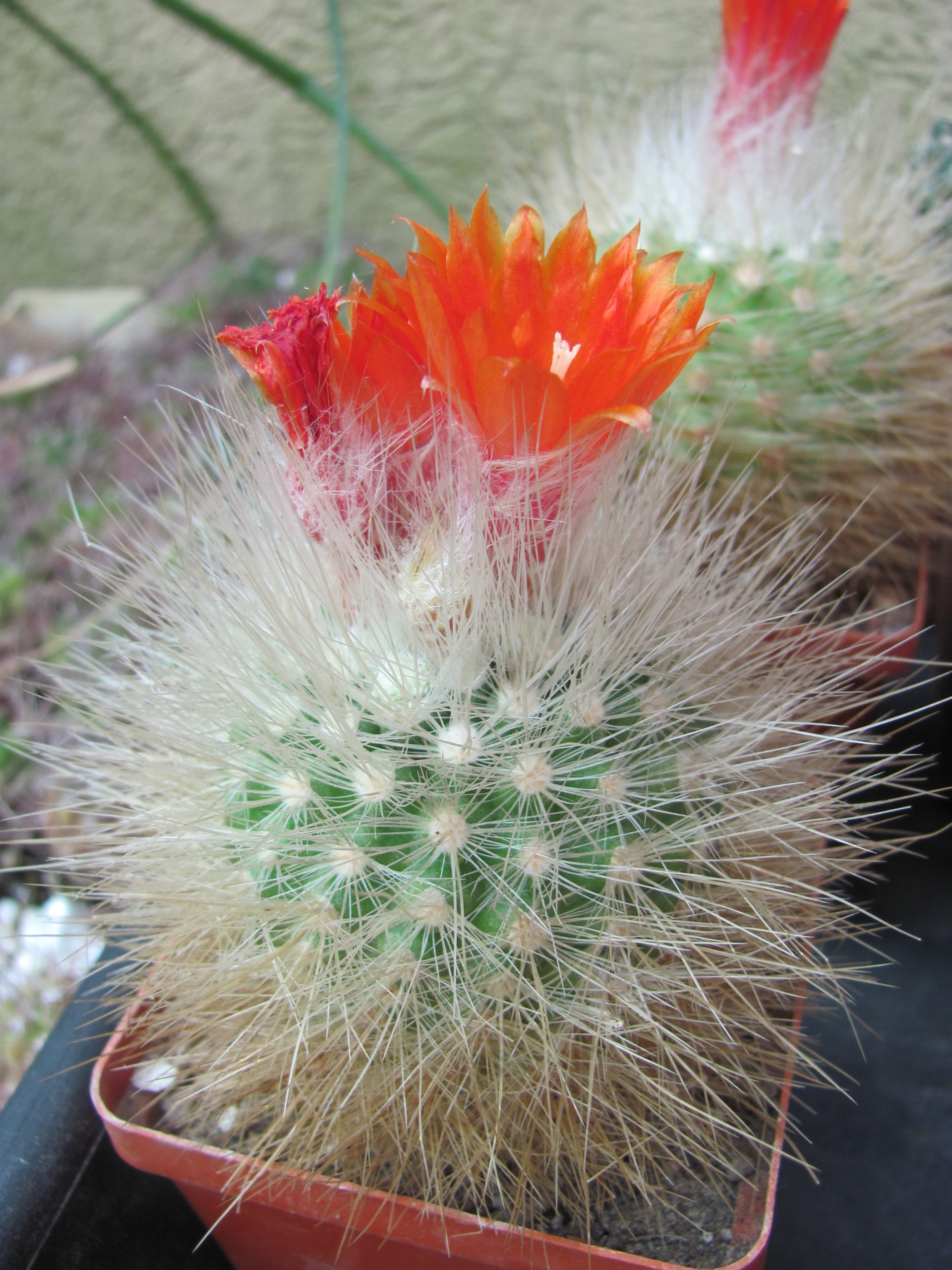 Parodia nivosa