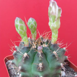 Gymnocalycium  anisitsii