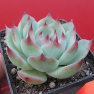 Echeveria chihuahuensis  Ruby Blush