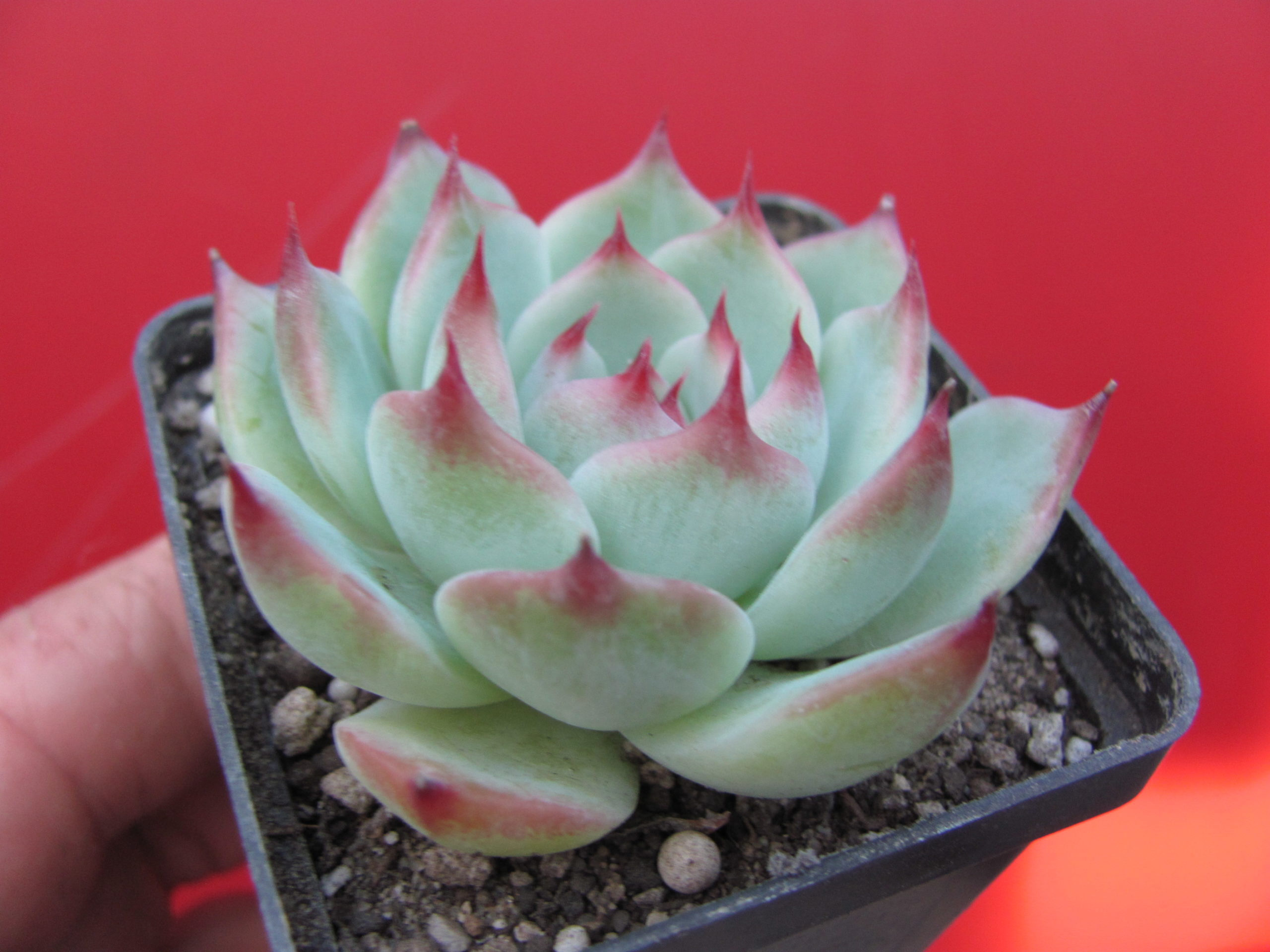 Echeveria chihuahuensis Ruby Blush