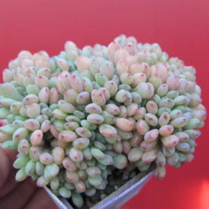 Echeveria Fantasia Carol  cristata