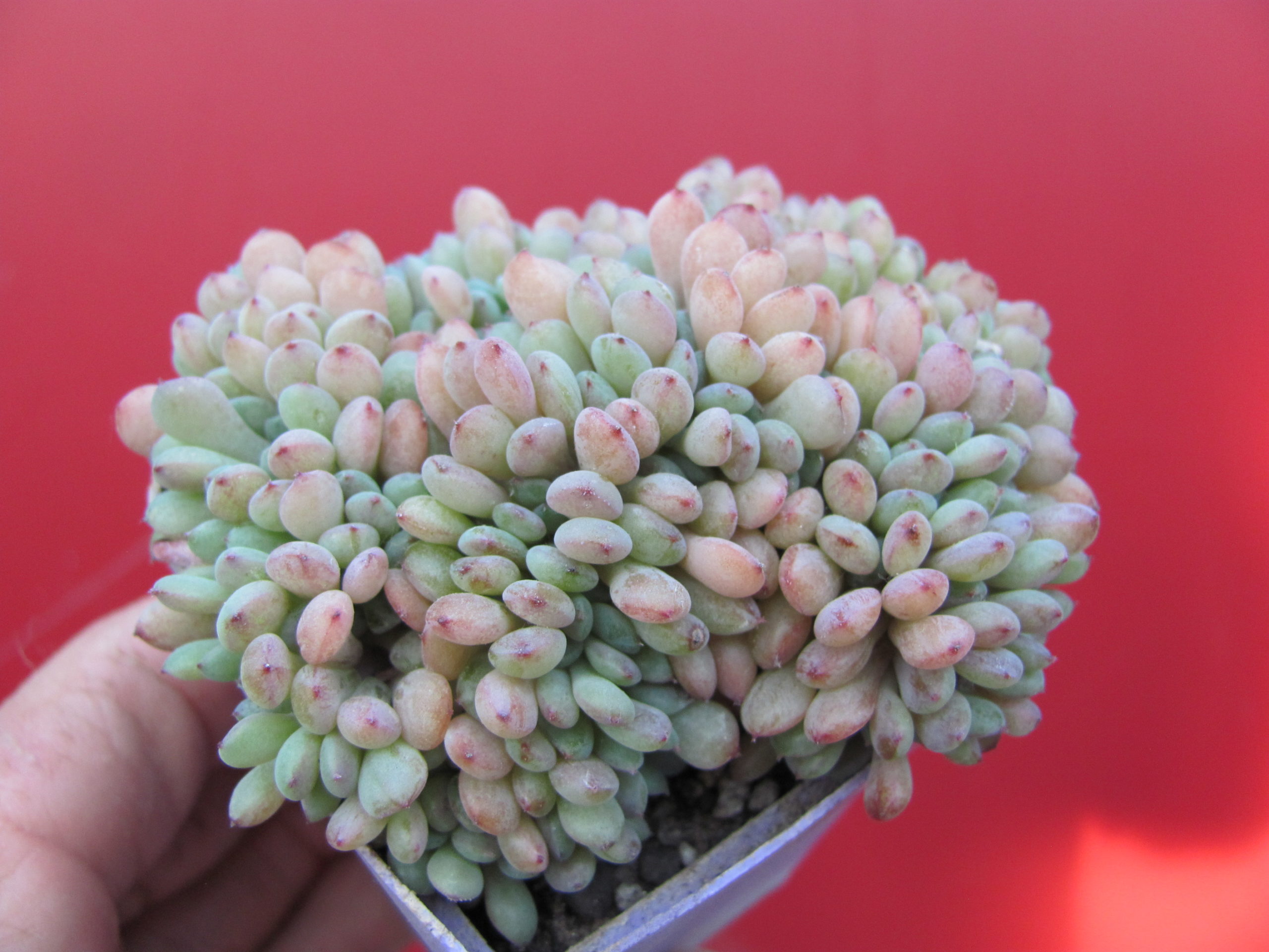 Echeveria Fantasia Carol cristata