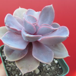Echeveria Perle von Nurnberg  *Monstr*