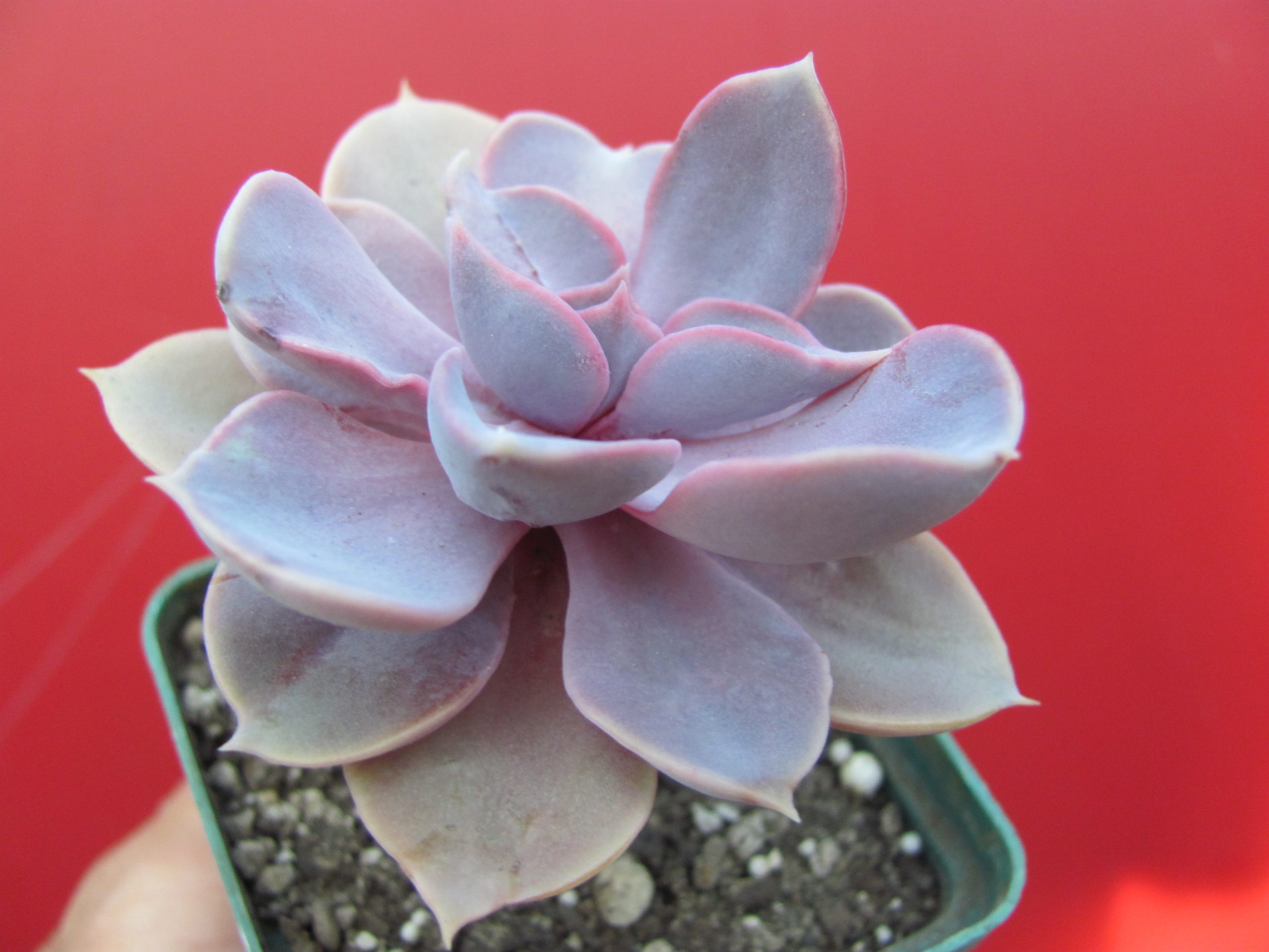 Echeveria Perle von Nurnberg *Monstr*