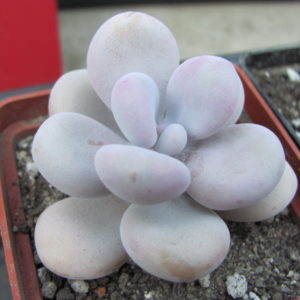 Pachyphytum  Pink