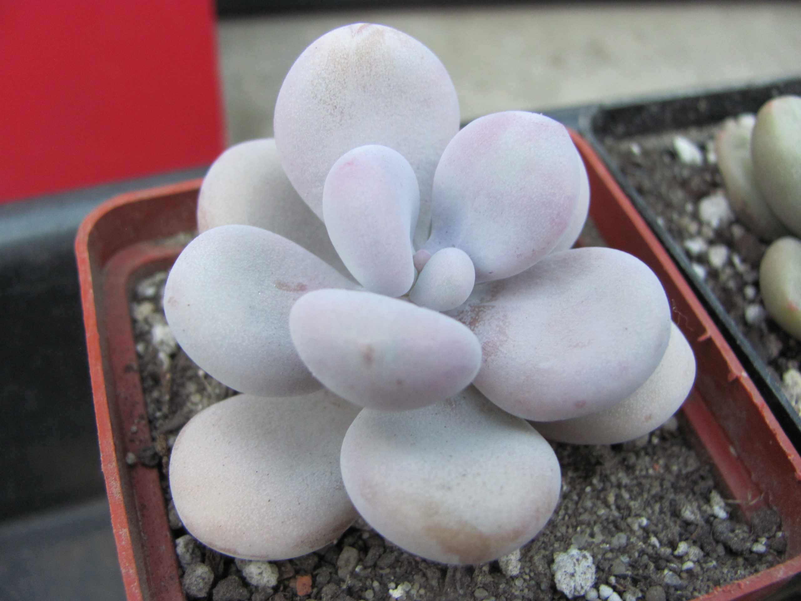 Pachyphytum  Pink