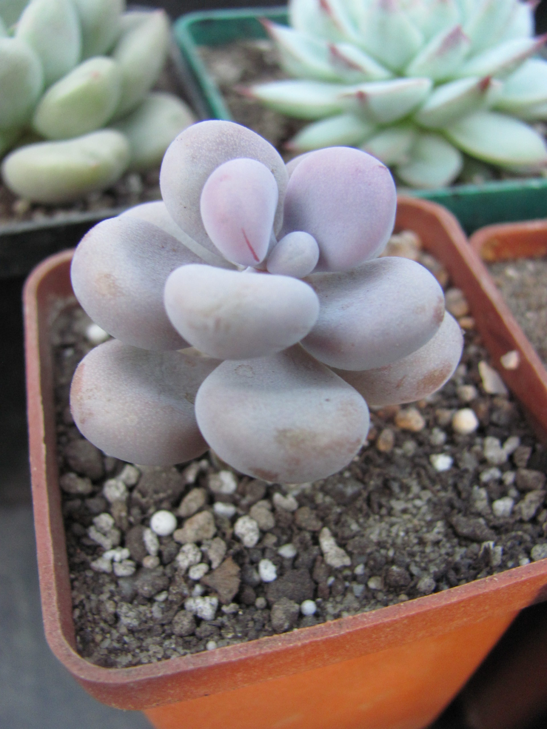 Pachyphytum Pink