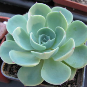 Echeveria *Compton Carousel*  Green