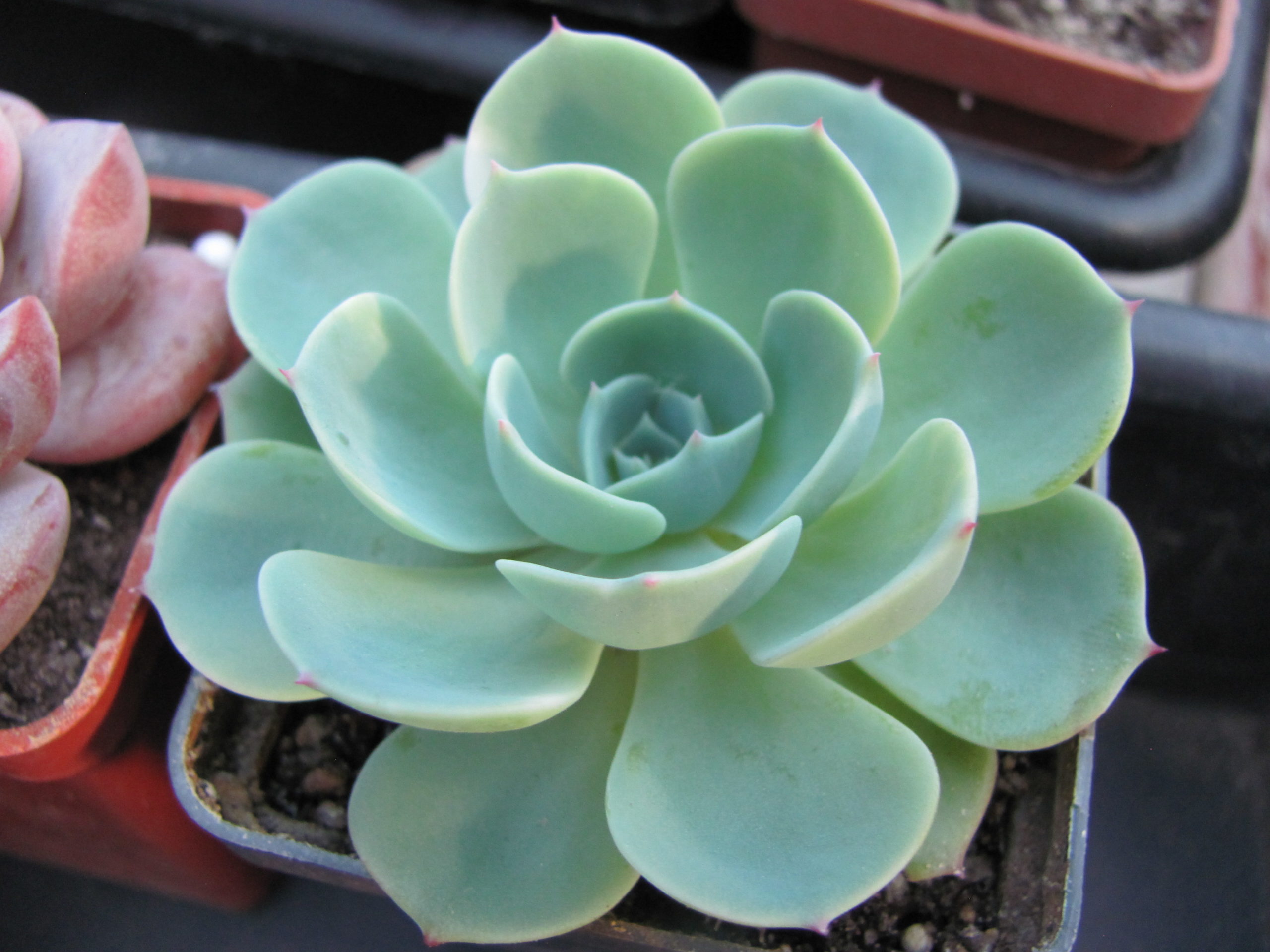 Echeveria *Compton Carousel*  Green