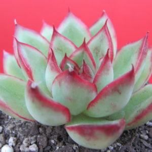 Echeveria