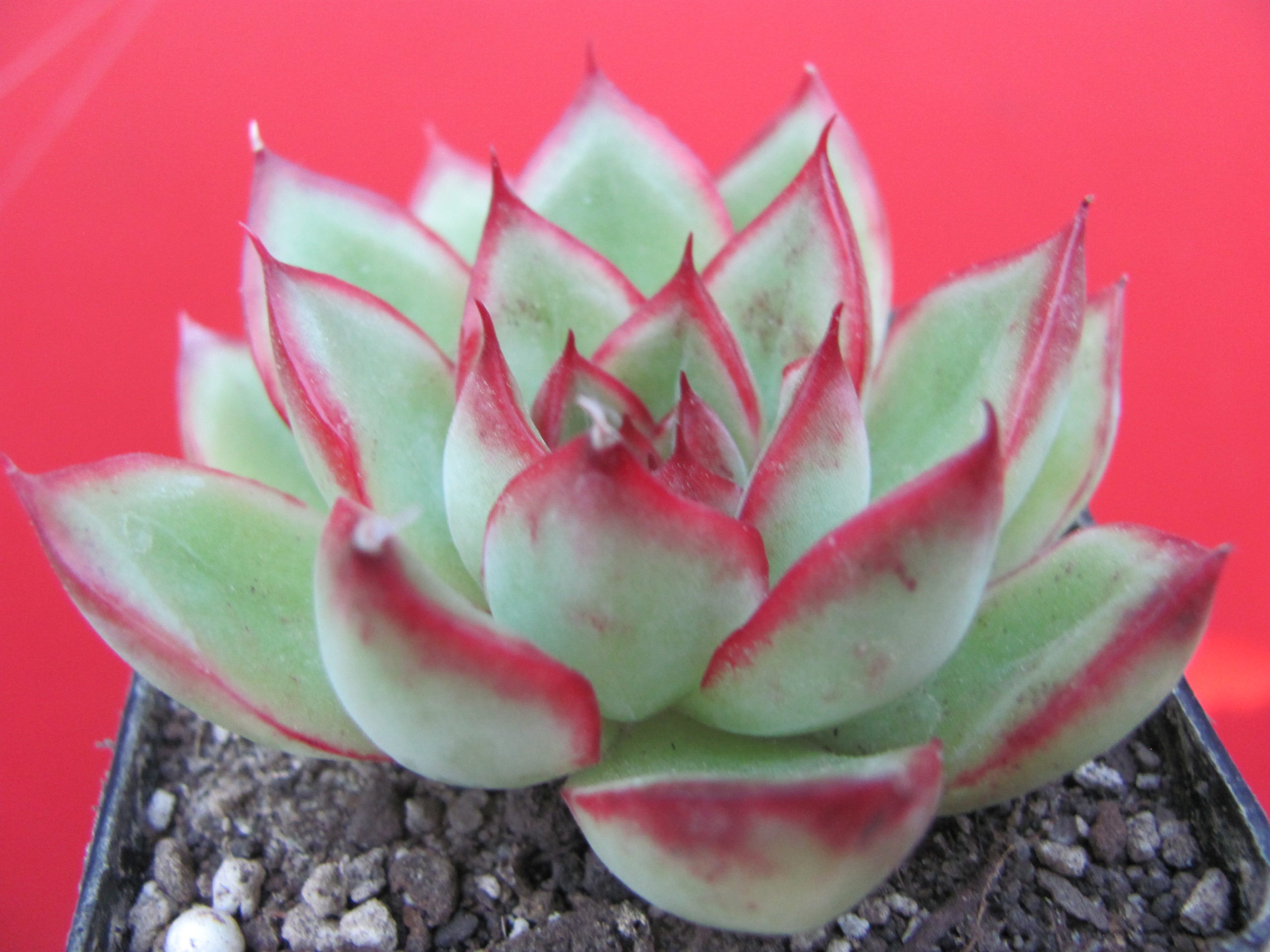 Echeveria