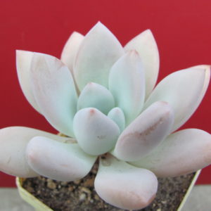 Pachyveria Opalina