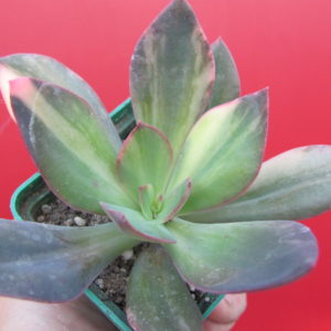 Echeveria hanaikada  variegata