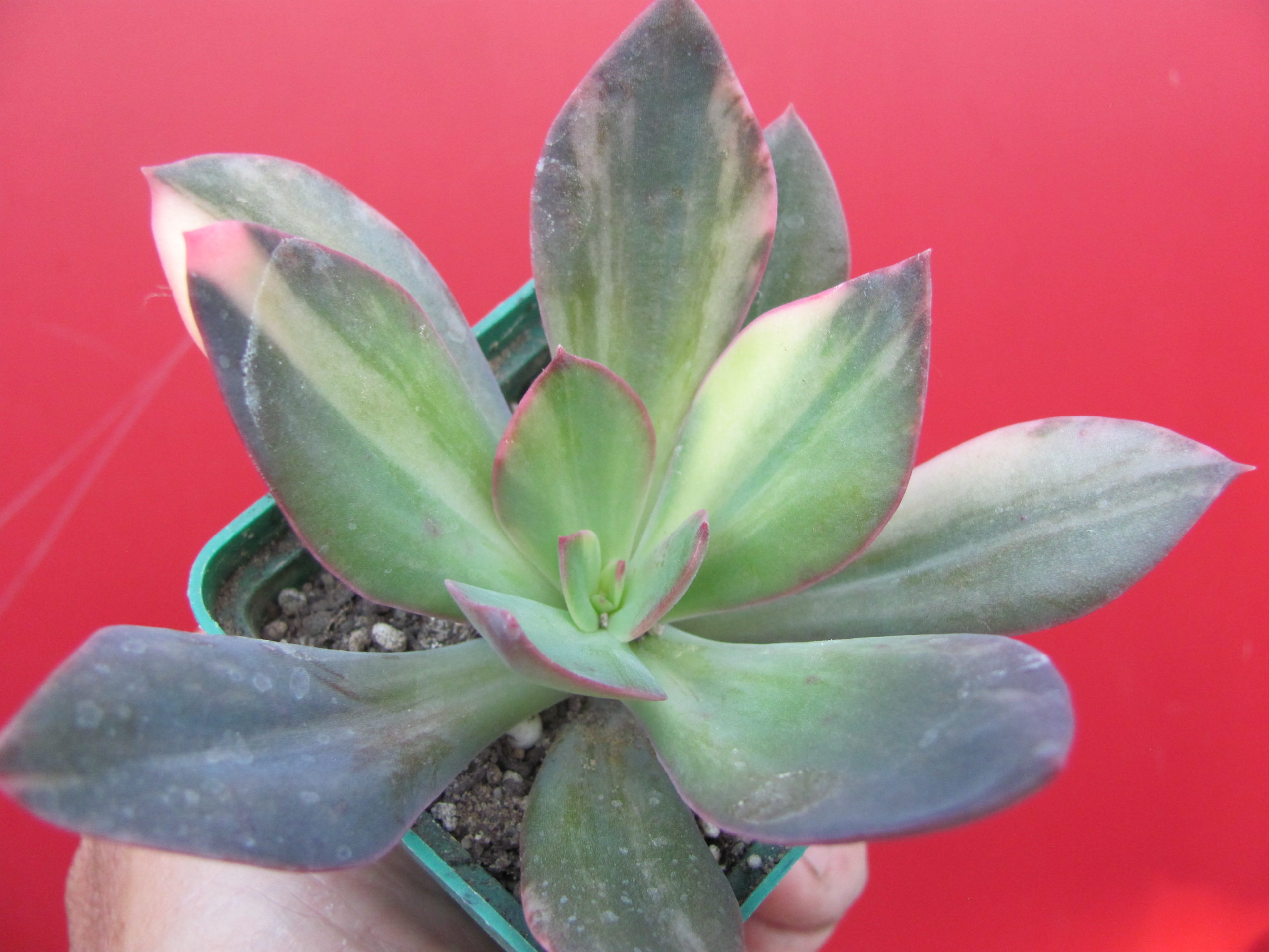Echeveria hanaikada  variegata