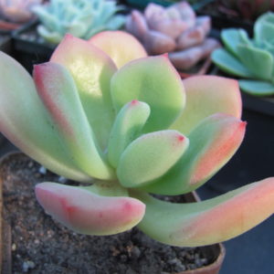 Echeveria pulvinata Ruby  hybr.