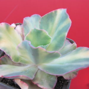 Echeveria *Schaviana Curly* variegata