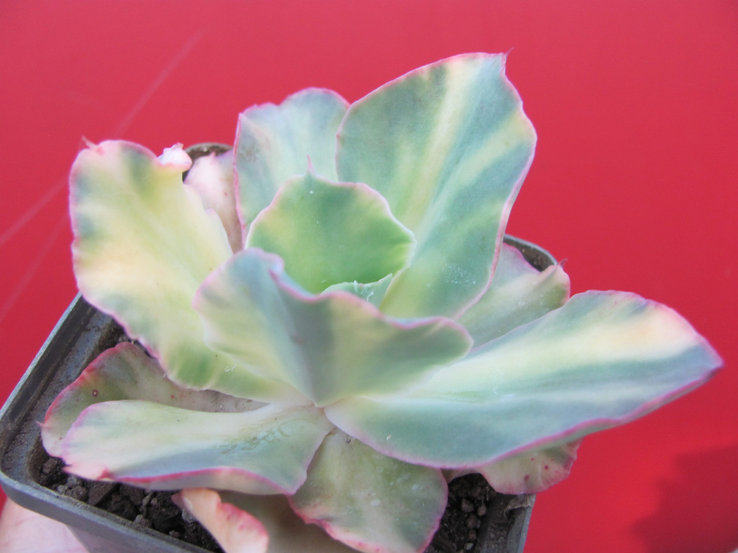 Echeveria *Schaviana Curly* variegata