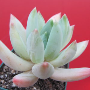 Echeveria hookeri