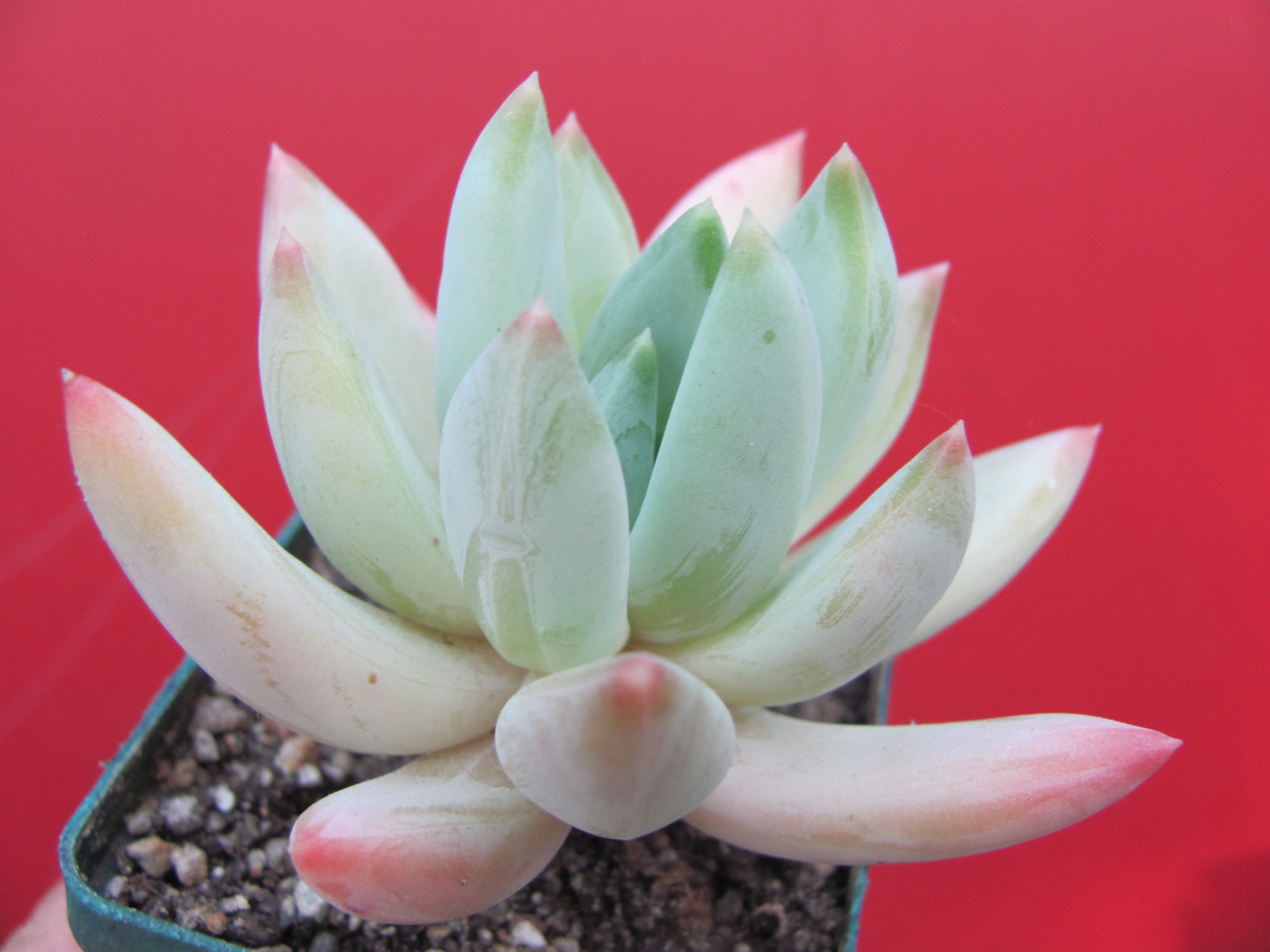 Echeveria hookeri