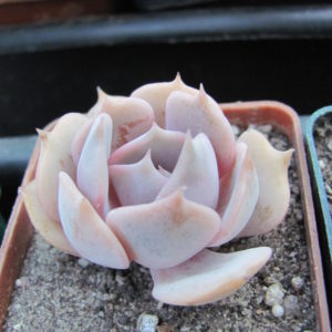 Echeveria Pink Cloud