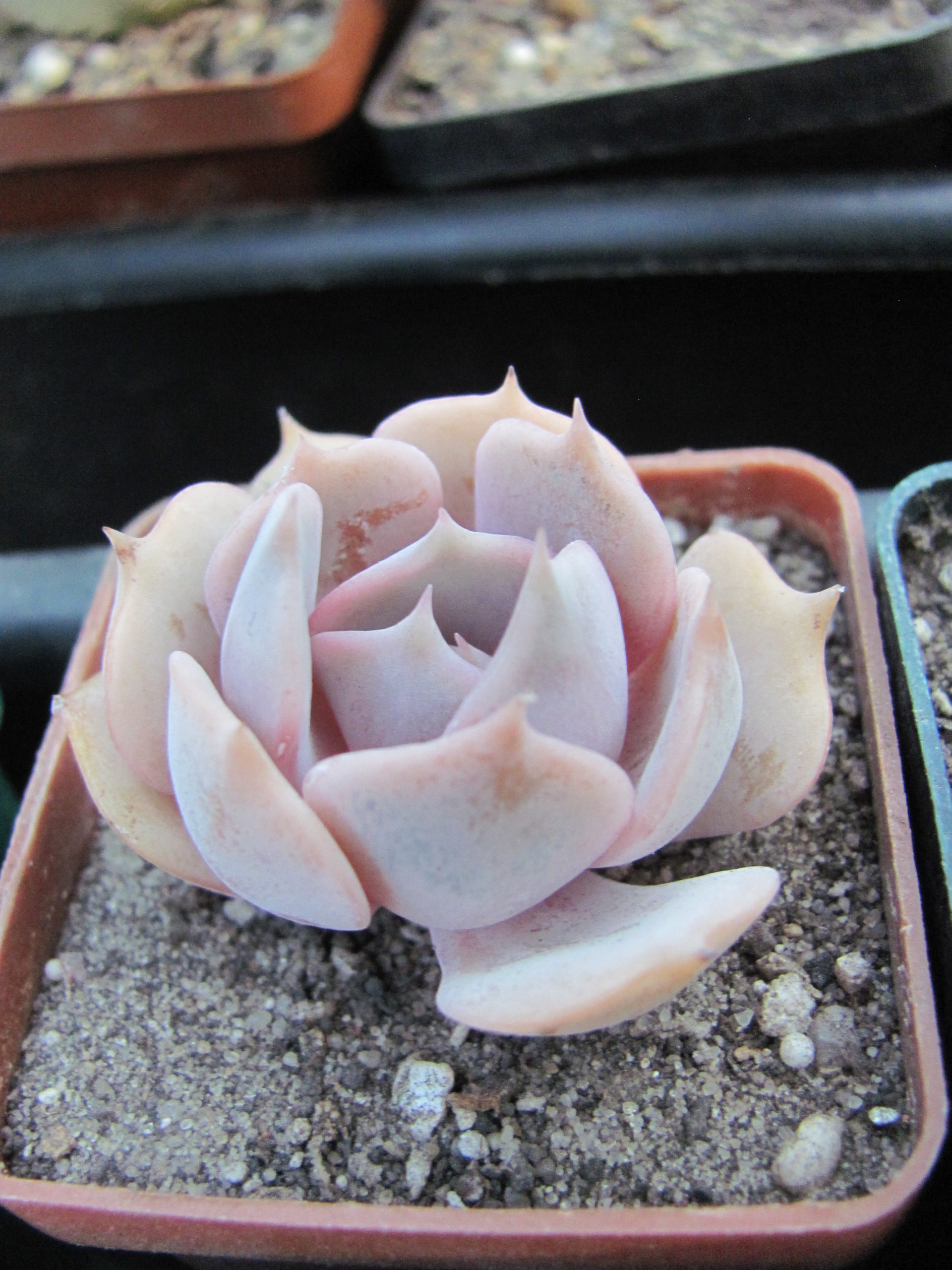 Echeveria Pink Cloud