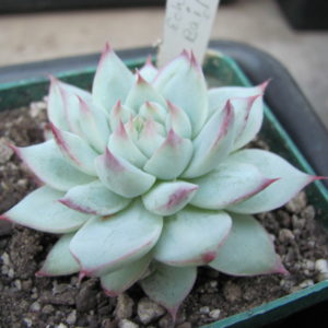 Echeveria Baijiji   China