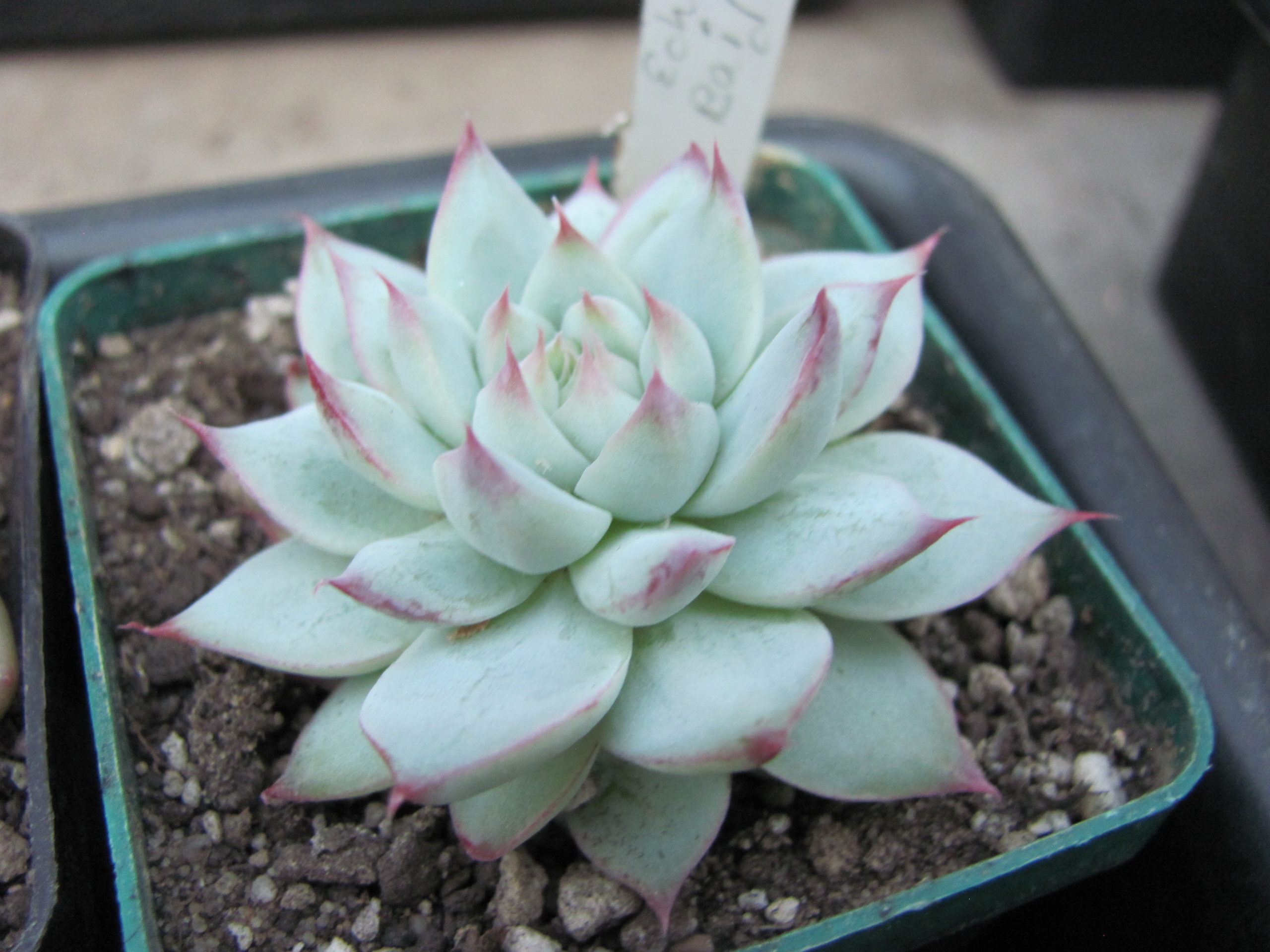Echeveria Baijiji China