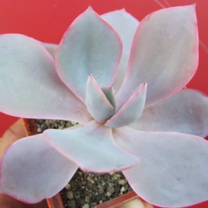Echeveria afterglow