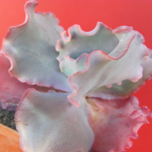 Echeveria Silveron Red