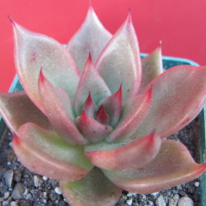 Echeveria Bronze Beauty