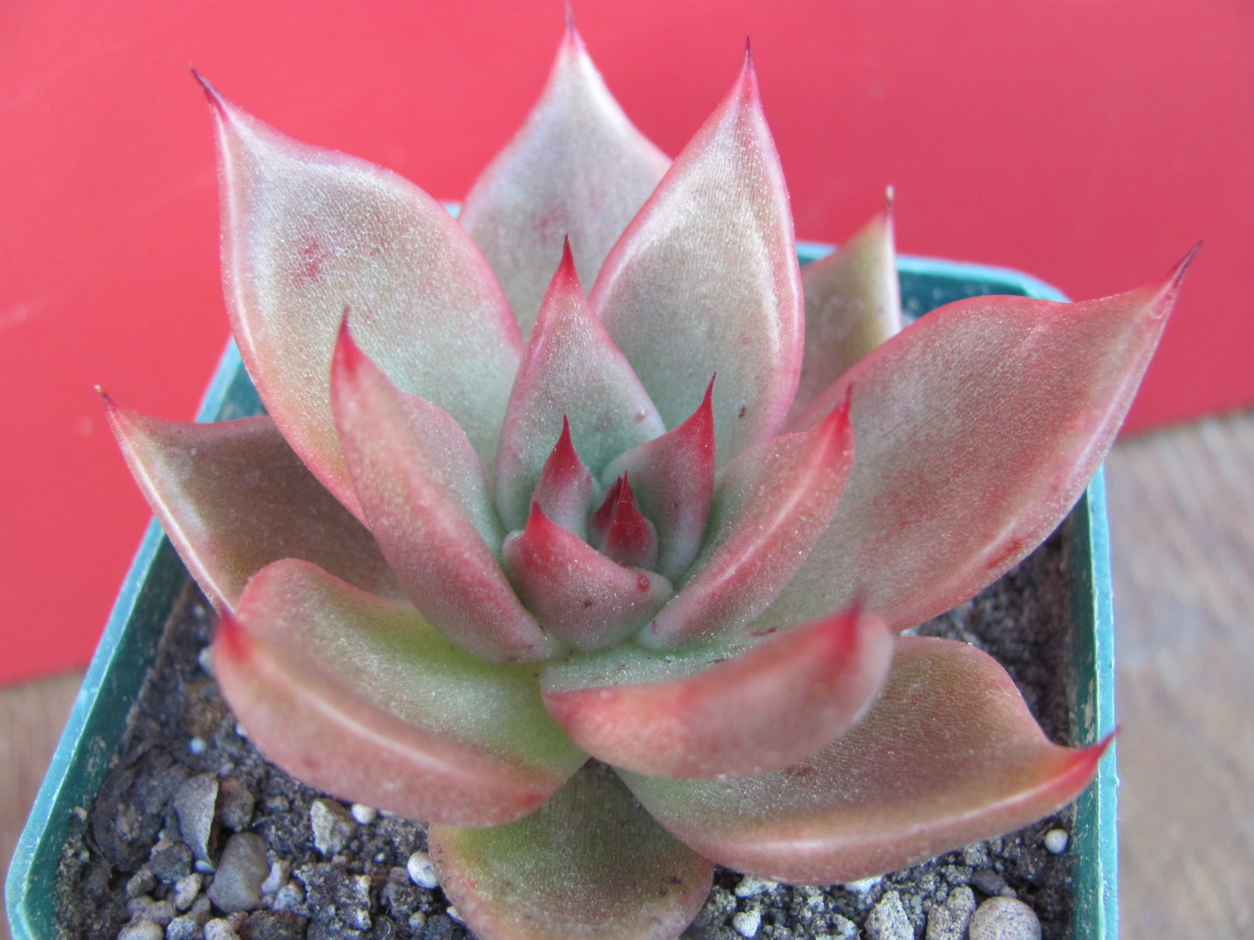 Echeveria Bronze Beauty