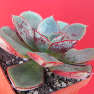 Echeveria longissima brahiantha