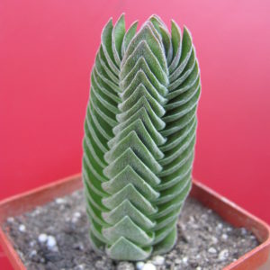 Crassula Buddhas Temple