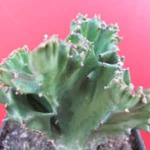 Euphorbia lactea cristata